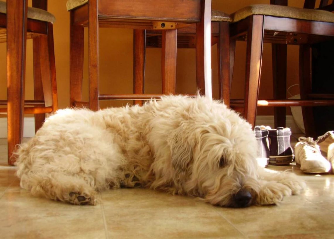 How to Prevent Separation Anxiety in Dogs Pet Rescue Blog Pet