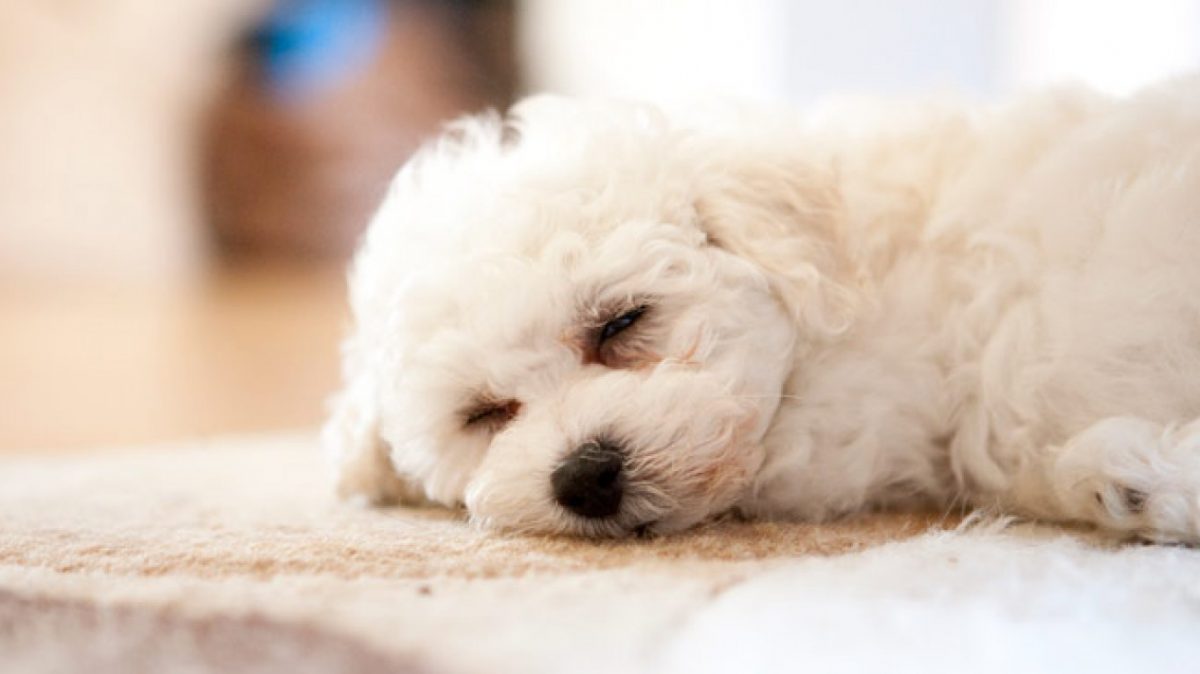 How To Prevent Separation Anxiety In Dogs