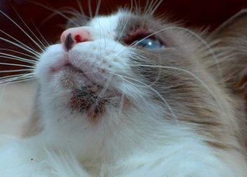 Cat Acne: How To Detect And Treat It?