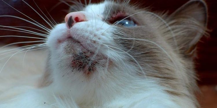 Cat Acne: How To Detect And Treat It?