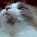 Cat Acne: How To Detect And Treat It?