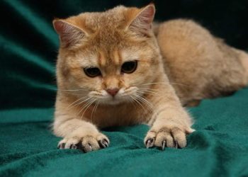 How Do I Cut My Cat's Claws?