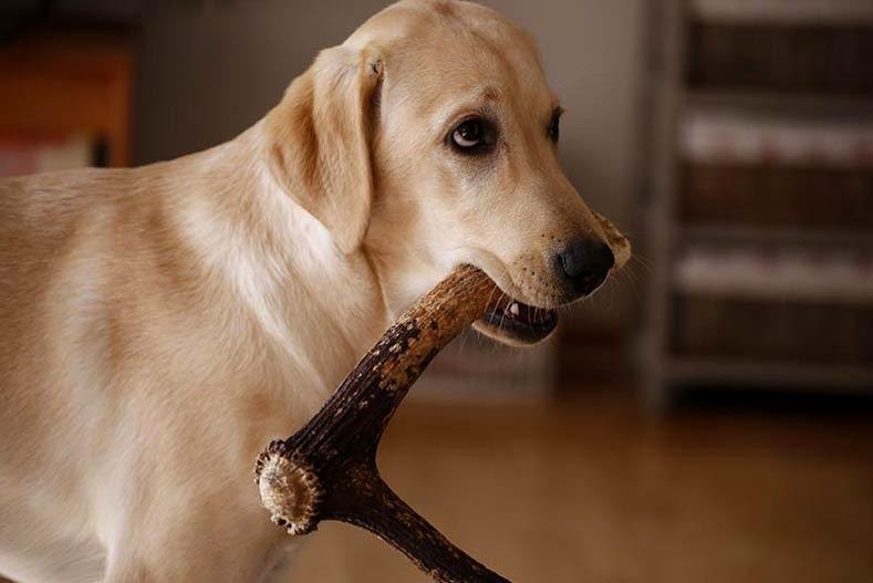 This Time Give Your Dog A Treat Deer Antler Pet Rescue Blog