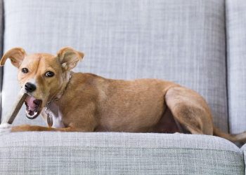 This Time Give Your Dog A Treat – Deer Antler