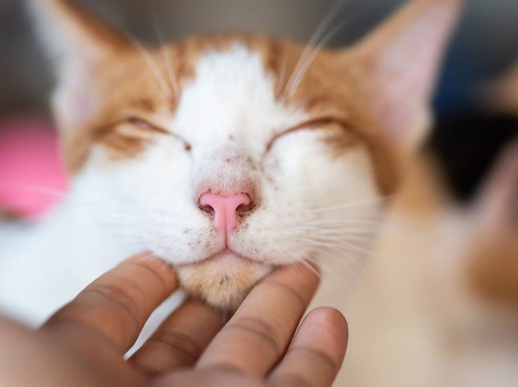 Cat Acne How To Detect And Treat It?