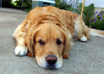 Dog's Temperature: What To Do In Case Of Fever?