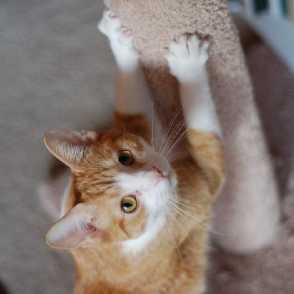 cat's claws