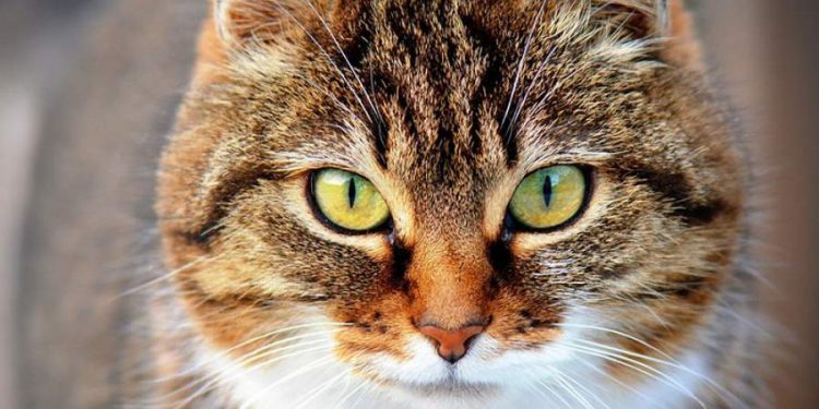 Cat language