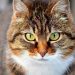 Cat Food: How To Make The Best Choice? Cat language