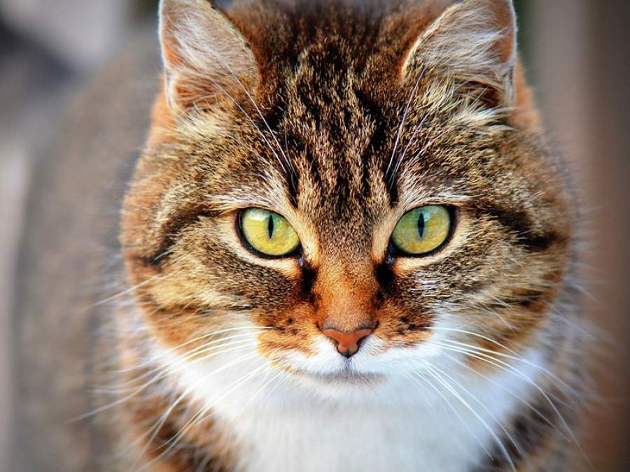 Cat language