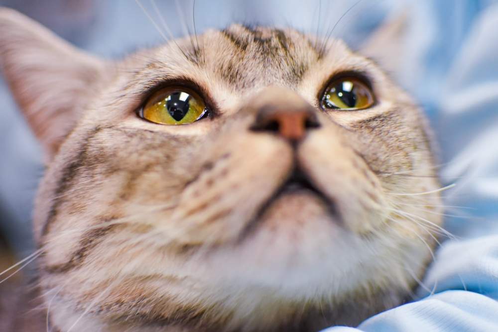 Cat Acne