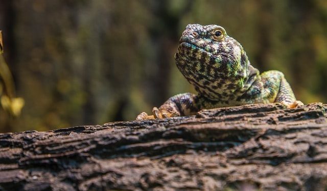 amazing reptile facts