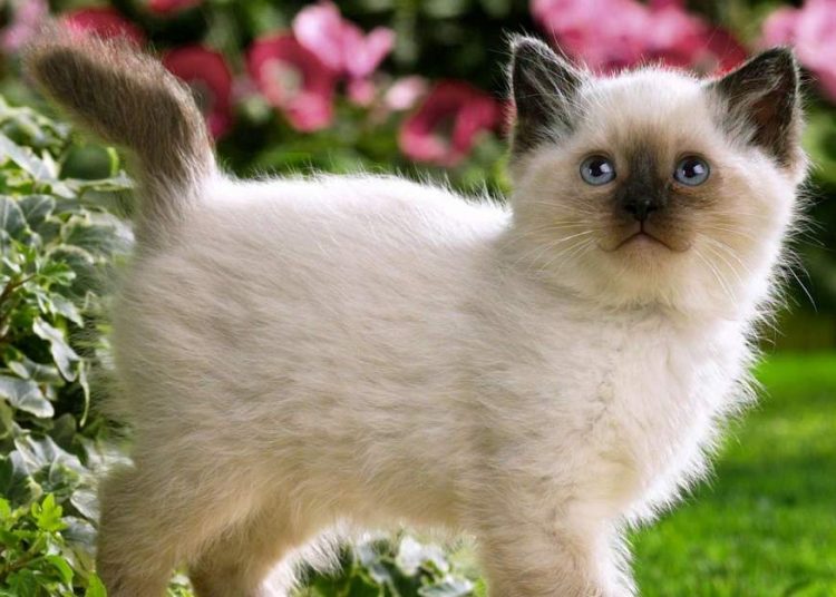 Top 10 Most Athletic Cat Breeds Siamese cats