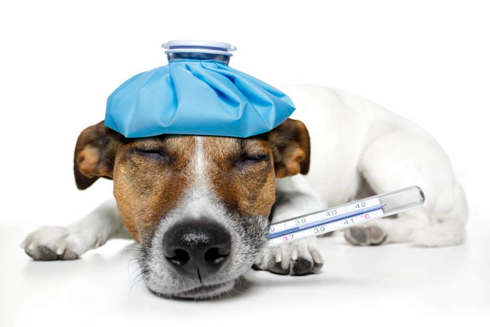 Dog's temperature