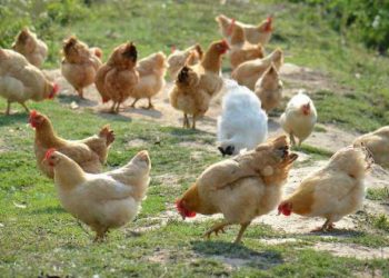 Chicken Diseases