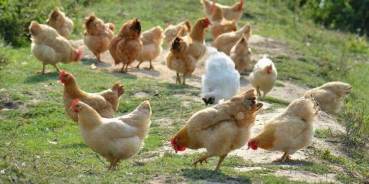Chicken Diseases