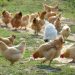 12 Common Chicken Diseases, Symptoms And Treatment Chicken Diseases