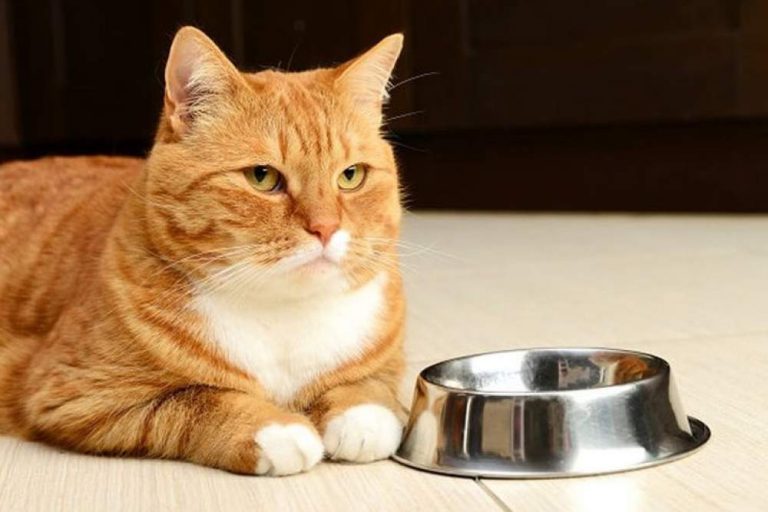 My Cat No Longer Eats. How My Cat Eat Better?