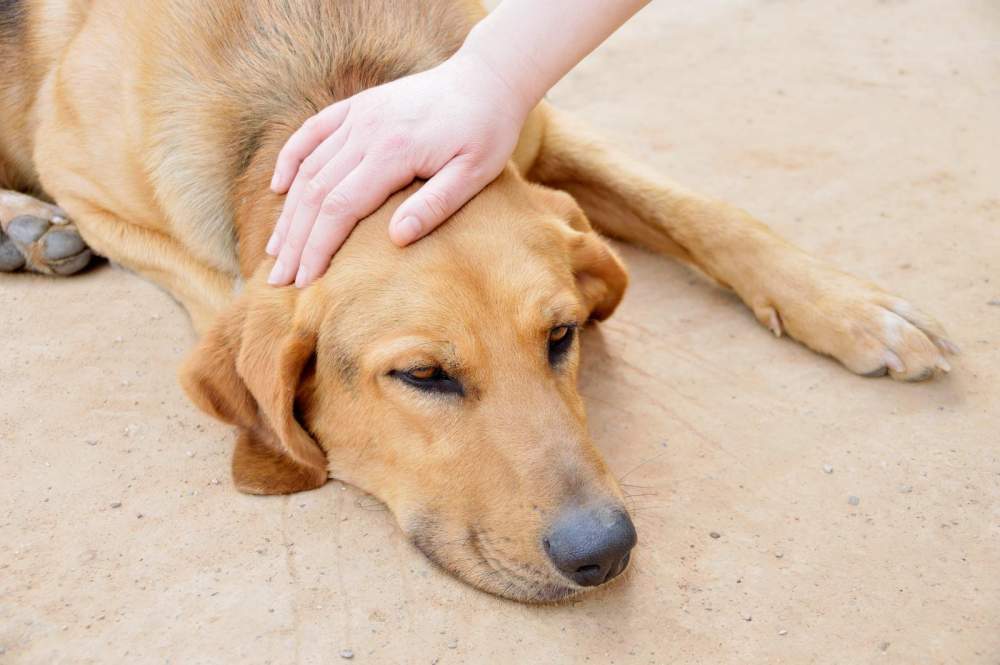 Dog Vomits