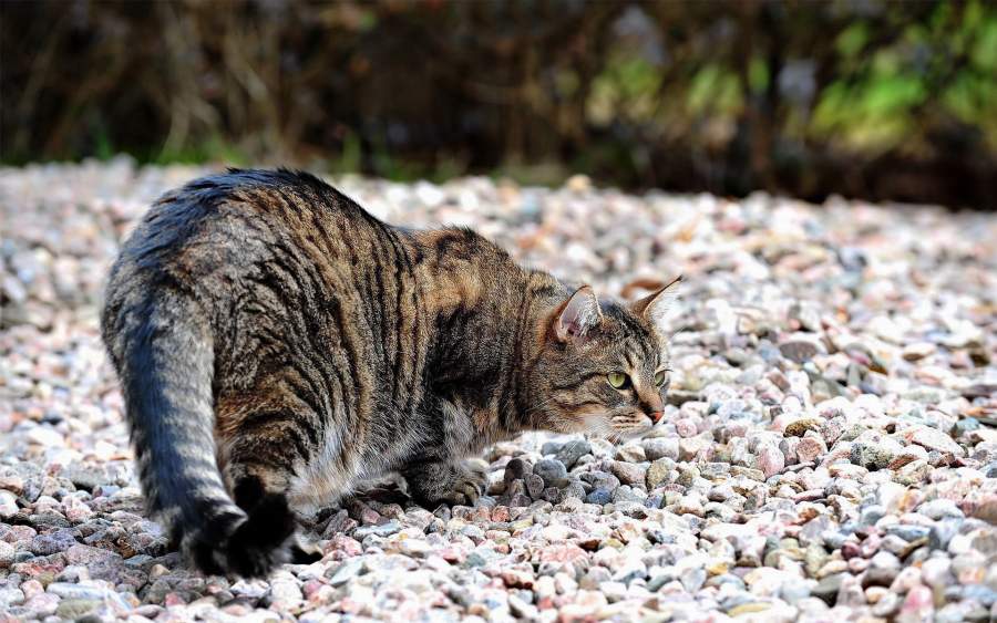 Cat behavior