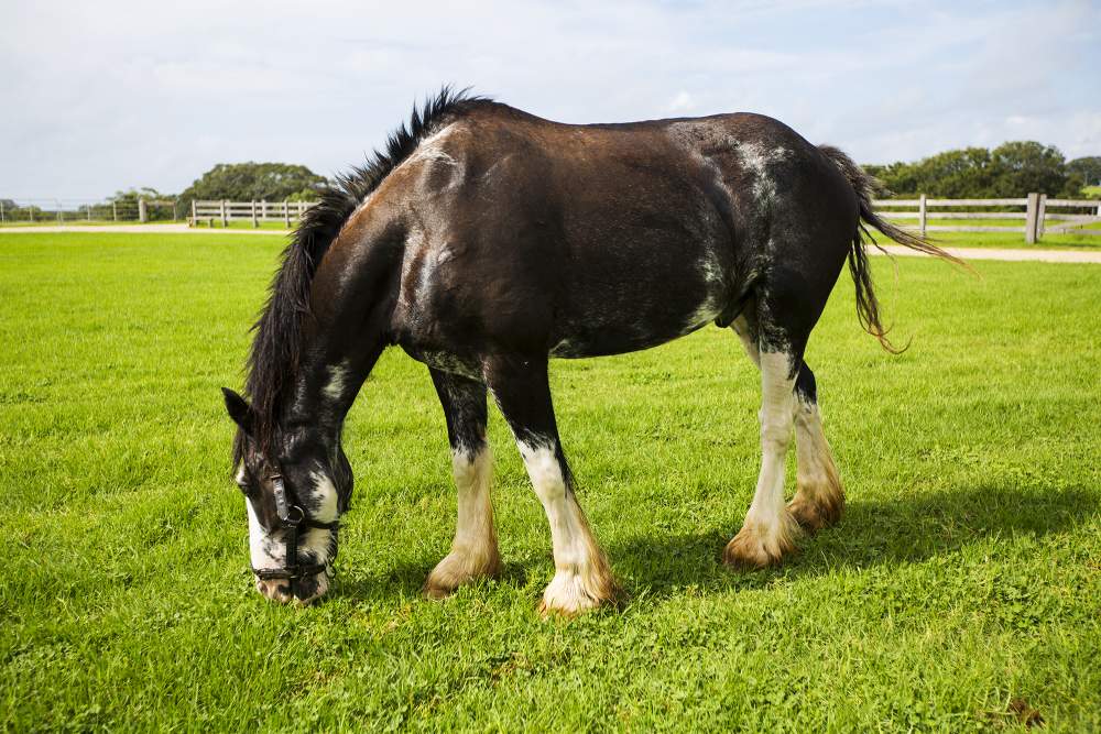 horse in the meadow
