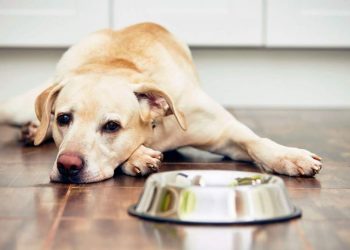 Dog Vomits: Appearance, Color, And The Most Frequent Causes