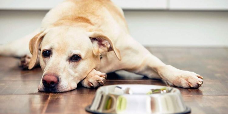 Dog Vomits: Appearance, Color, And The Most Frequent Causes