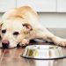 Dog Vomits: Appearance, Color, And The Most Frequent Causes Dog Vomits: Appearance, Color, And The Most Frequent Causes