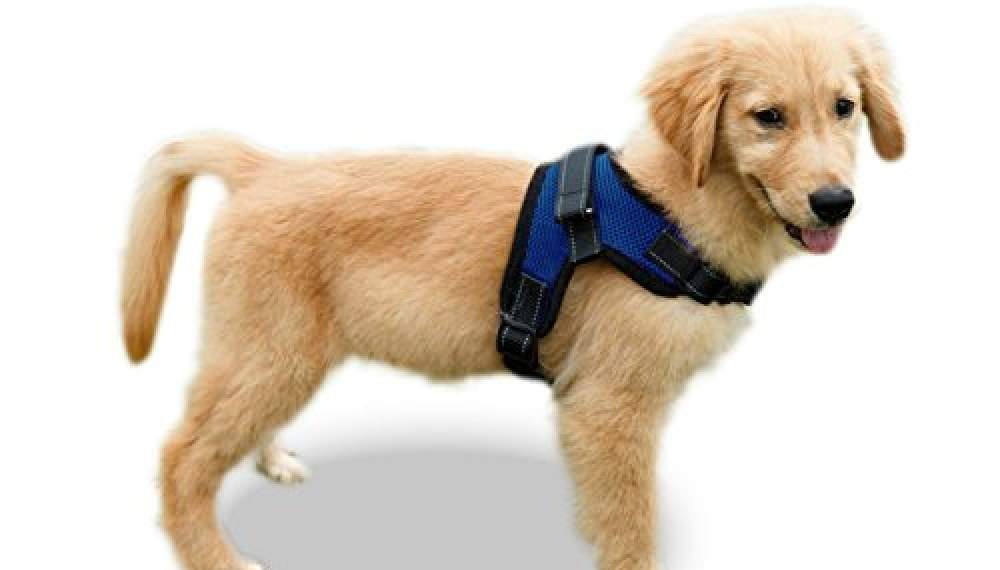 How To Put A Dog Harness? Types Of Dog Harness