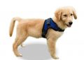 How To Put A Dog Harness? Types Of Dog Harness