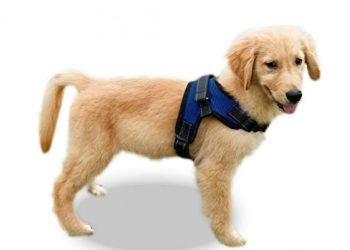 How To Put A Dog Harness? Types Of Dog Harness