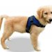 How To Put A Dog Harness? Types Of Dog Harness 3
