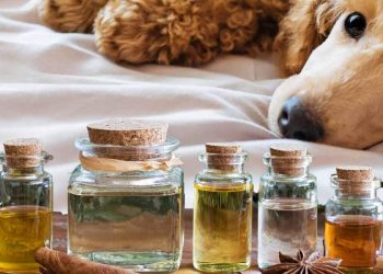 5 Safe Ways to Use Essential Oils with Your Dog