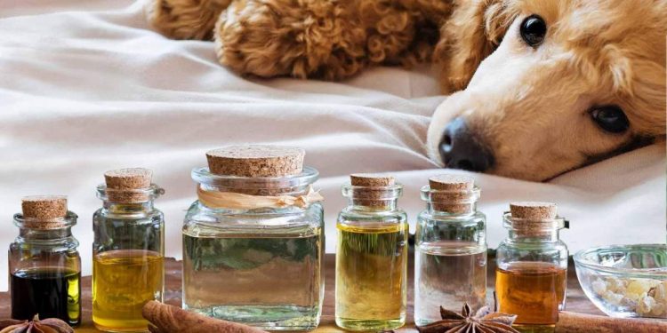 5 Safe Ways to Use Essential Oils with Your Dog