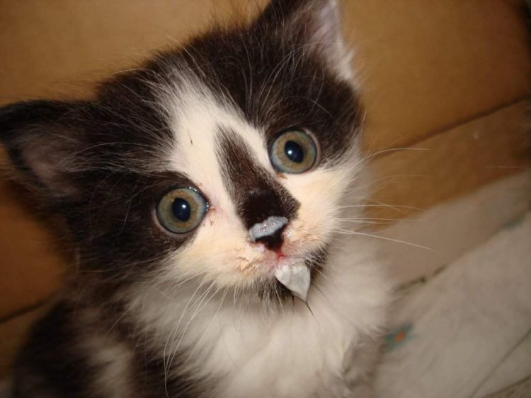 How Do I Clean My Cat's Eyes?