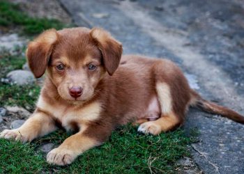 Teaching Your Puppy: What Do You Need To Know?