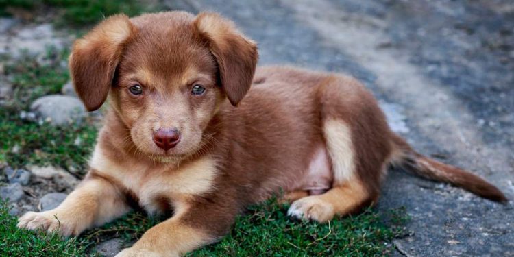 Teaching Your Puppy: What Do You Need To Know?