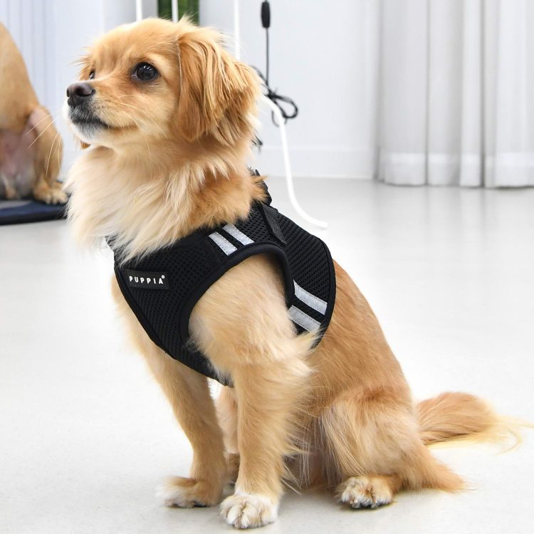 How To Put A Dog Harness? Types Of Dog Harness
