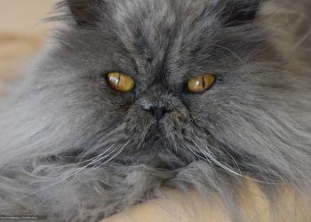 The Persian Cat Is A Good Breed Of Cats