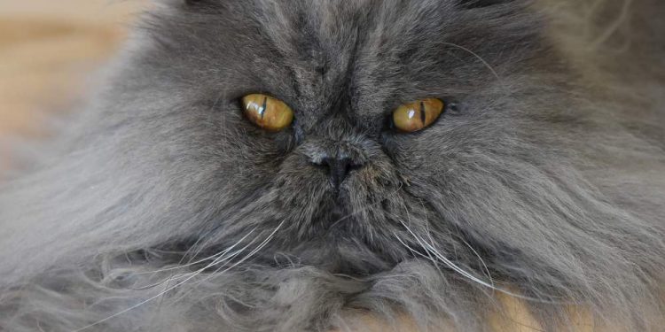 The Persian Cat Is A Good Breed Of Cats 1