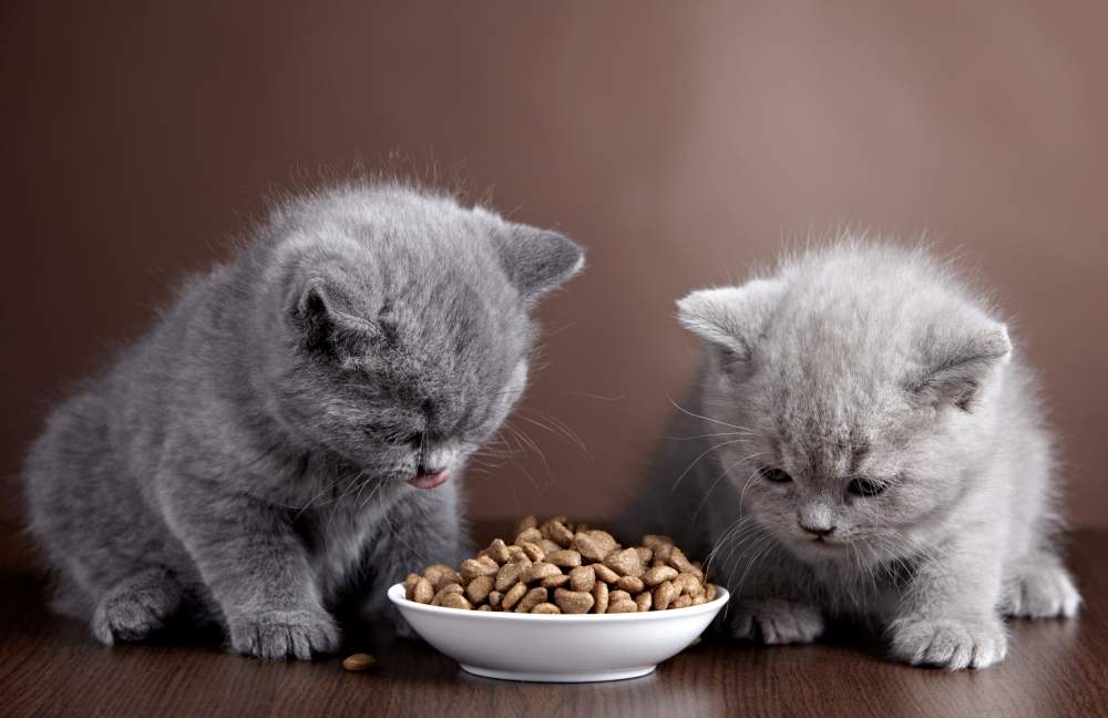 cat food
