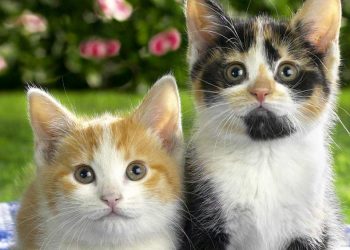 The Cat Language : How To Interpret It?