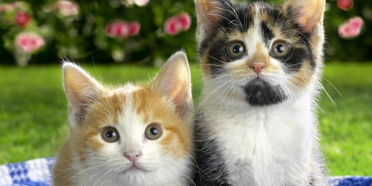 The Cat Language : How To Interpret It?