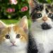 The Cat Language : How To Interpret It?