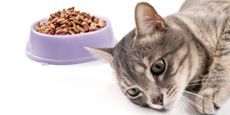 The cat lies near a full bowl of dried food and doesn't want to eat.