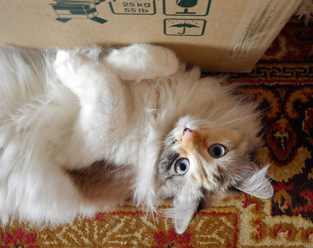 depression in cats