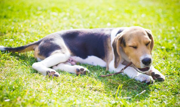 Allergy in Dogs
