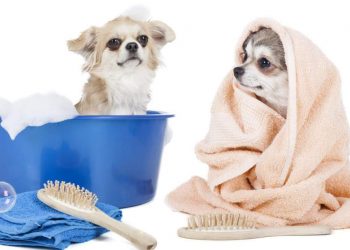 Dog Bathing Tips