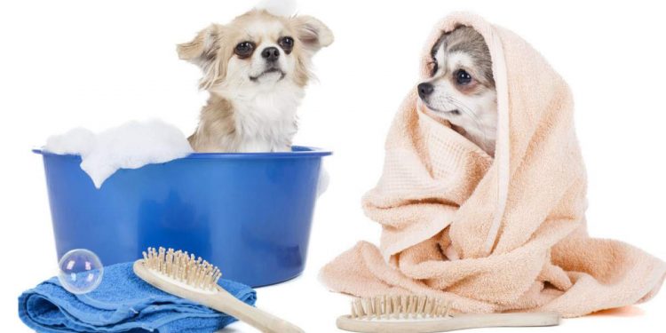 Dog Bathing Tips