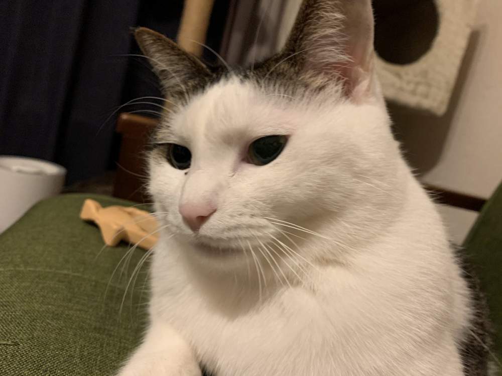 My Cat No Longer Eats. How My Cat Eat Better? no longer eats